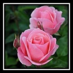 Hilda Audrey Higgins née Bagnall